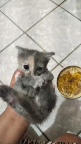 Doação de filhotinhos de gatos com 30 dias posso combinar de levar nas regiões próximas