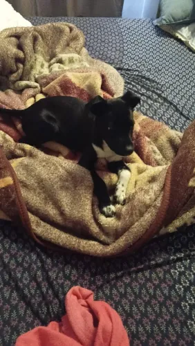 Estou doando uma cachorrinha de 3 meses  vacinada