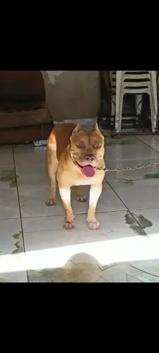 AMERICAN BULLY DISPONÍVEL 