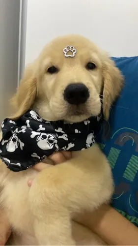 Golden retriever