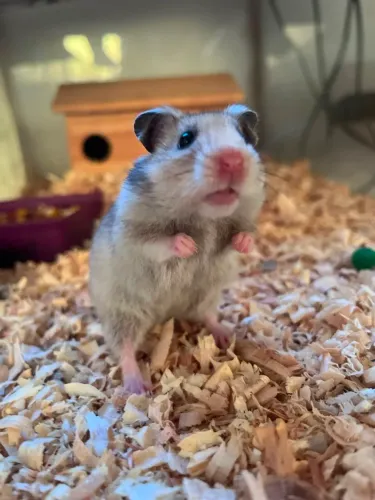 Hamster dócil 