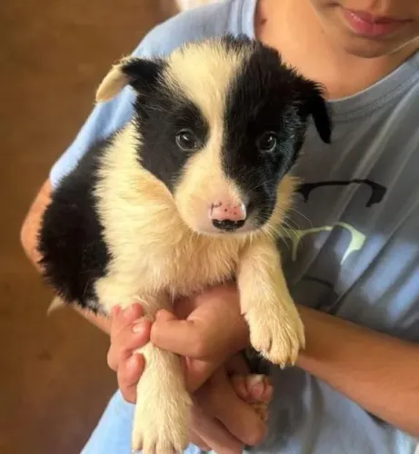 Border Collie o melhor amigo 