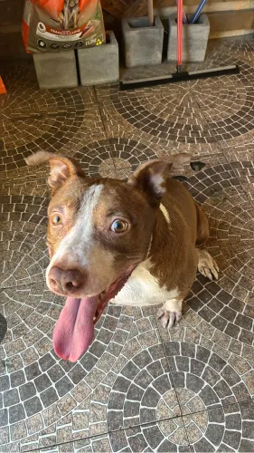 Cachorro 
