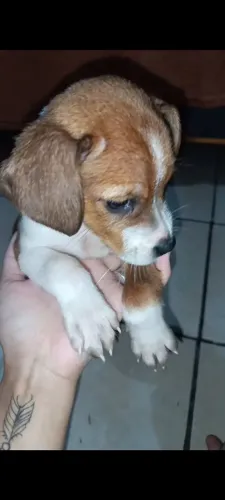 Cachorro filhote srd 
