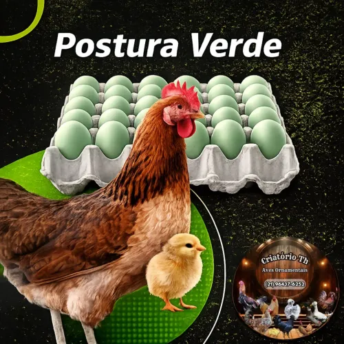 Pintinho Poedeira de ovo verde