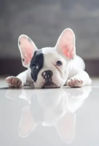 Bulldog frances filhote