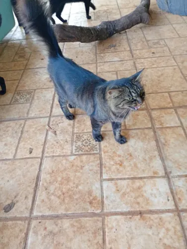 Gata fêmea para adoção