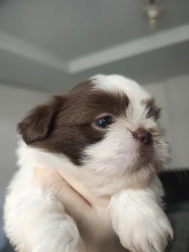 Vende-se lindo filhote de shih tzu