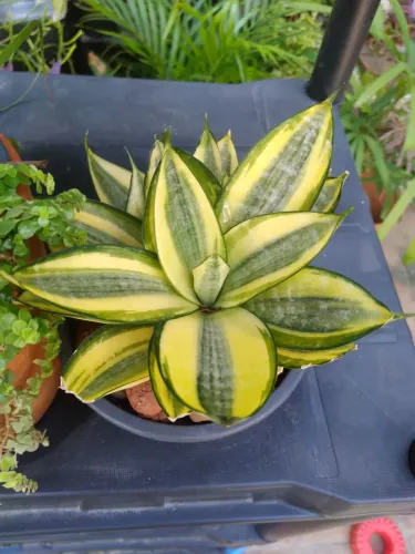 ? Mini Espada de Santa Bárbara - Proteção e Beleza para Seu Ambiente ?