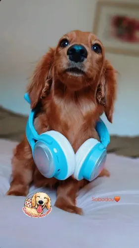 Filhote dachshund miniatura pêlo longo