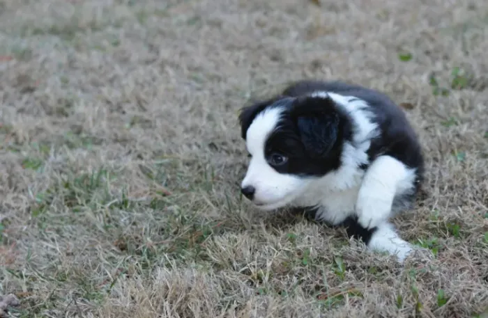 Filhotes de Border Collie | Charmosos e amorosos!
