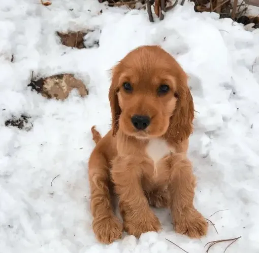 Cocker spaniel inteligente e brincalhao 