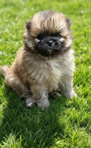 Tamanho anão lulu da pomerãnia com documentação pedigree CBKC pura perfeição