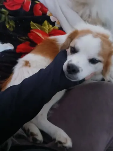 2 cachorros de 1 ano para doar