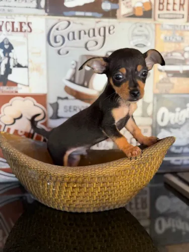 Filhotes de pinscher 