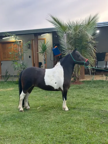 Cavalos pôneis. 