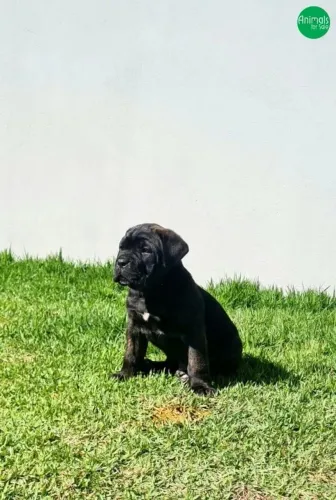 Cane corso 