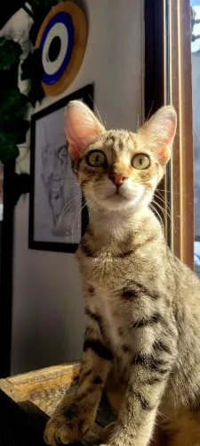 Gata rajada já castrada 