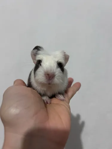 Porquinho da índia