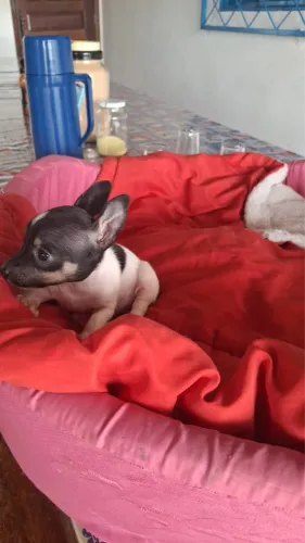 Cachorro pinscher 