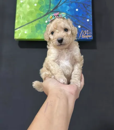 Poodle toy aceitamos cartão 