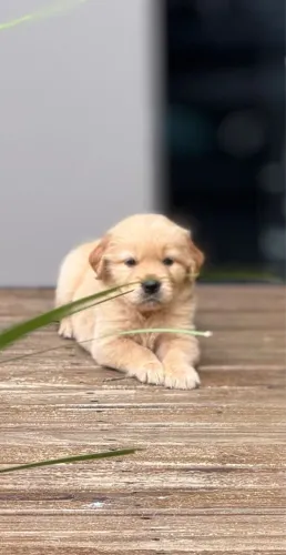 Golden Retriever/ Último macho da ninhada