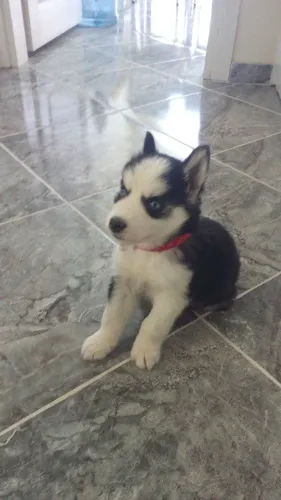 Filhotes de Husky Siberiano | Encanto em cada olhar.
