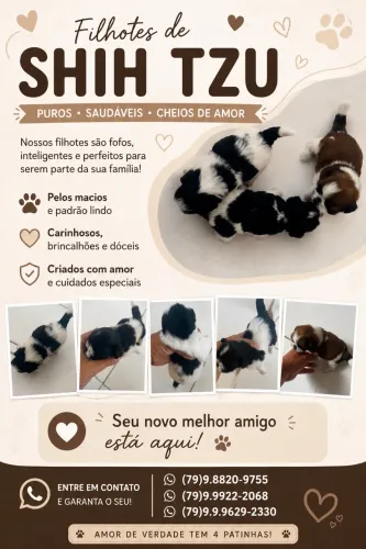 Seu novo amiguinho para venda