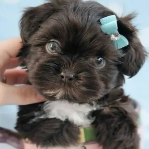 Filhote shih tzu, Seu novo melhor amigo está pronto para te encher de felicidade!