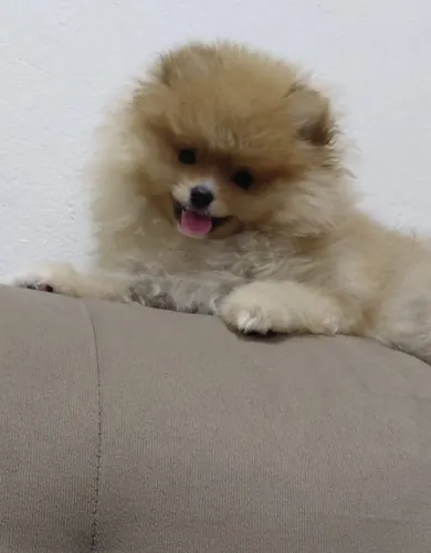 Spitz Alemão Anão Macho