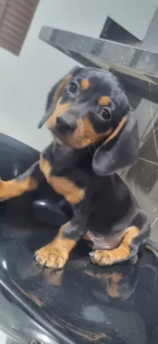 Dachshund filhotes fêmea e macho preto com canela