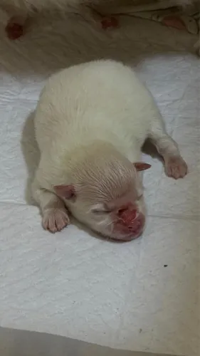 Lulu da Pomeranea