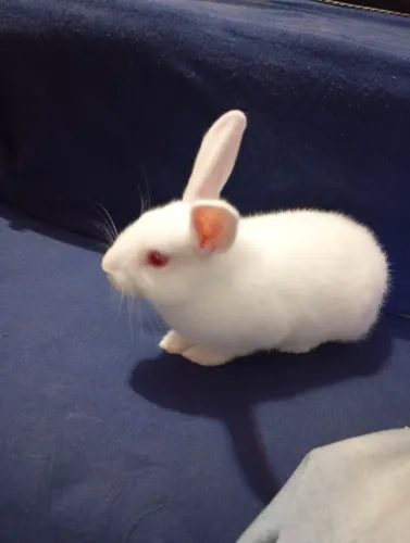 Vende-se Coelho Albino raça pura