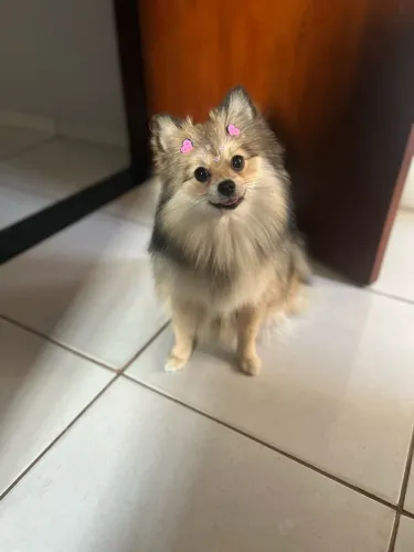 Lulu da Pomerania