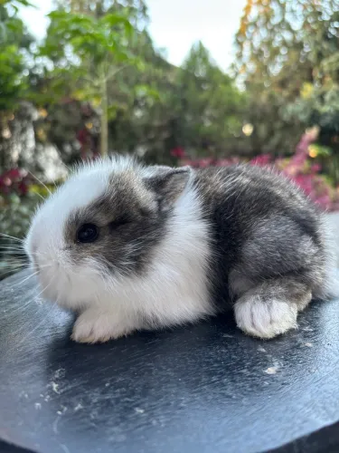 Coelhinhos netherland com mini lion