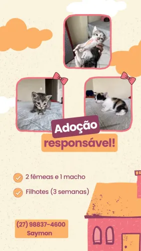 Doação de gatos filhotes 