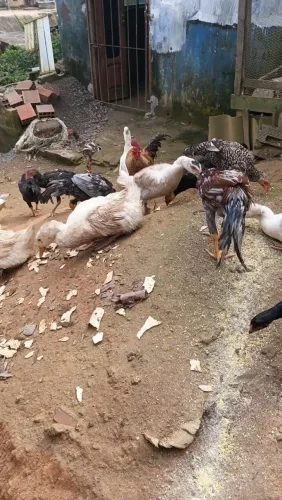 Galos Aparti de 130 reais frango aparti de 100 reais galinha aparti de 100 Pato mareco gam
