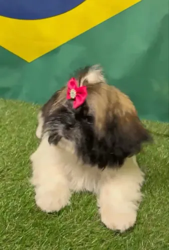 Vendo filhote de Shitzu Fêmea 