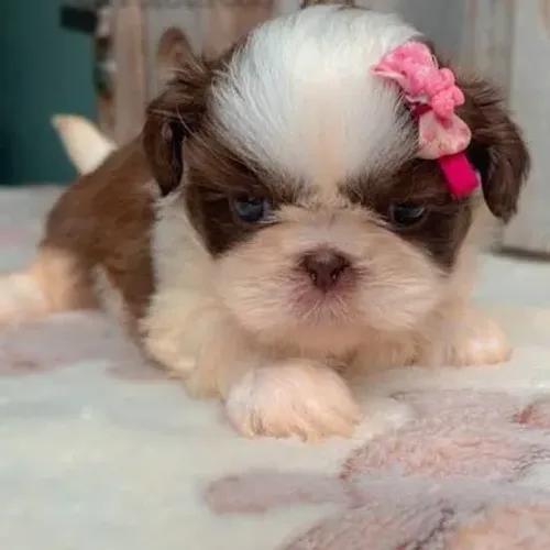 Shihtzu filhotes disponiveis 