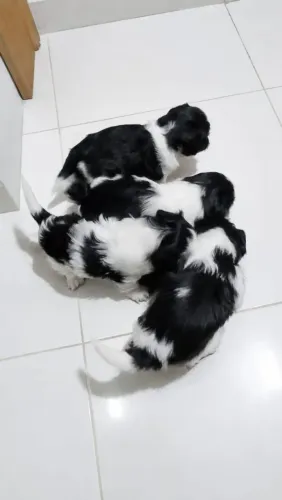 Filhotes de Shitzu para venda todos machos