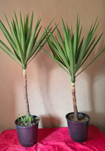 Planta natural yucca