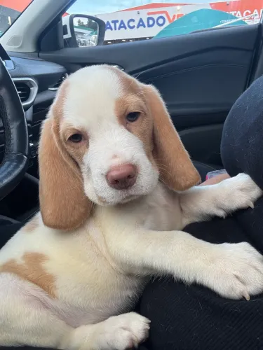 Beagle inglês, machos disponíveis! Cor rara, vacinados v10