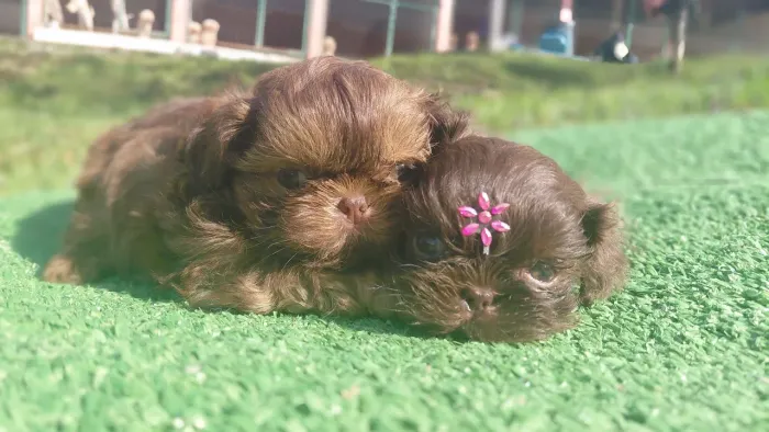 Shihtzu chocolate de olhos verdes