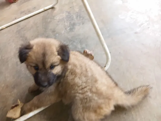 Vendo Filhote Chow Chow Primitivo o Original da China misturado Labrador