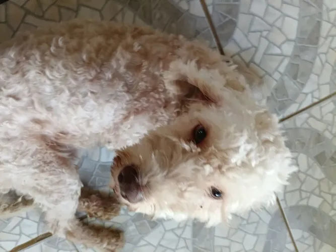 Cachorro poodle femia