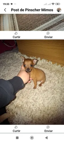 Pinscher baby machinho