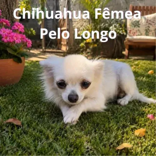 Chihuahua Branca Adulta - 1 ano e 9 meses