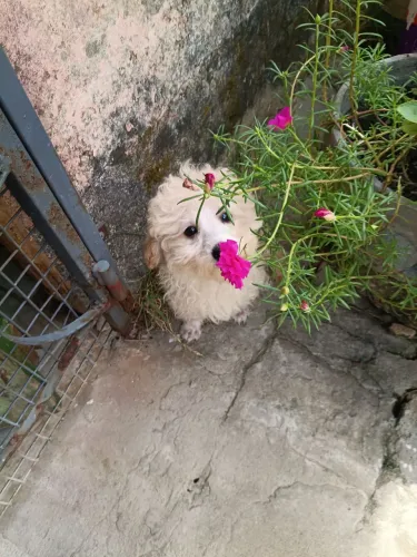 Filhote de poodle toy fêmea 
