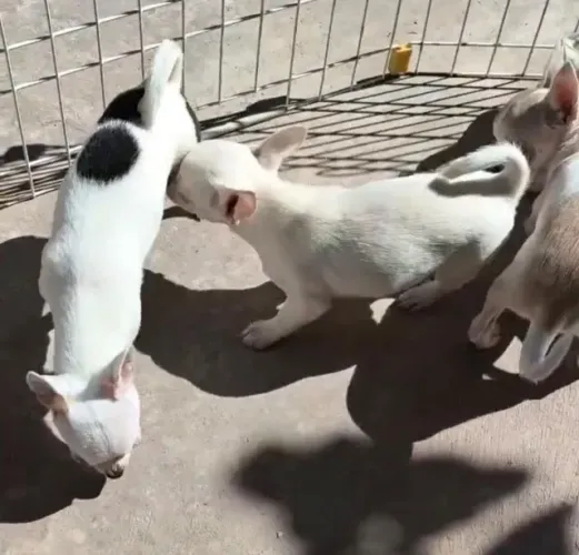Chihuahua disponivel com vacinas em dia