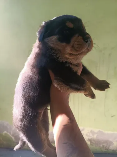 Rottweiler 